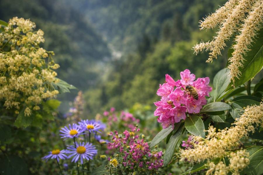 artvin endemik bitki türleri ve arıcılık