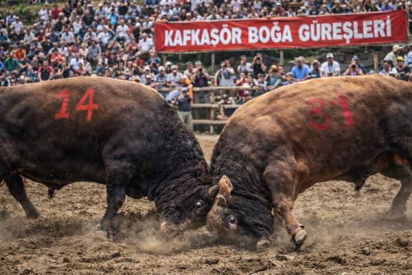 Artvin'de yapılan festivaller