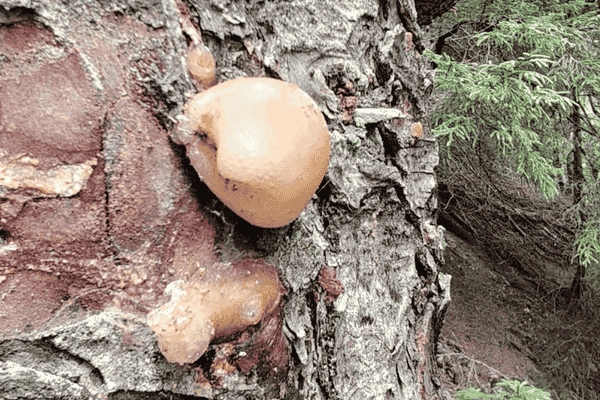 Ladin Ormanlarından Geleneksel  Miras: Çam Sakızı