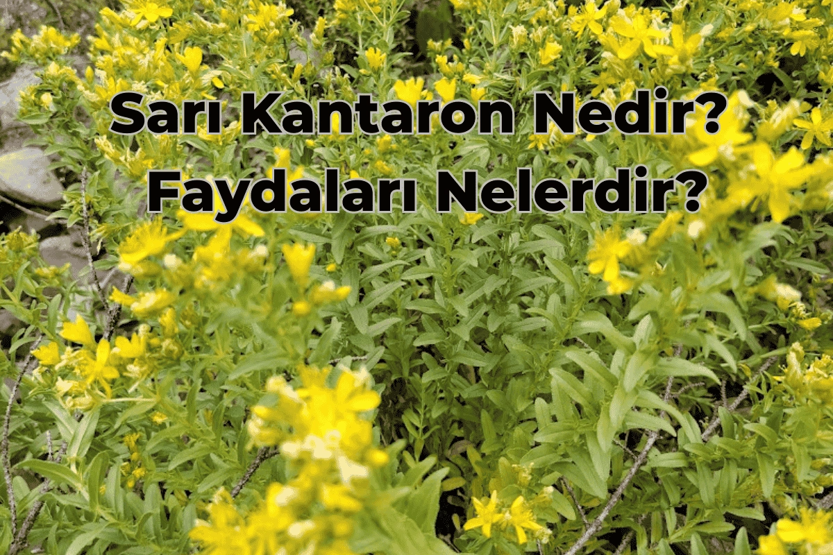 Güneşin Yeryüzündeki Şifası: Sarı Kantaron Çiçeği 