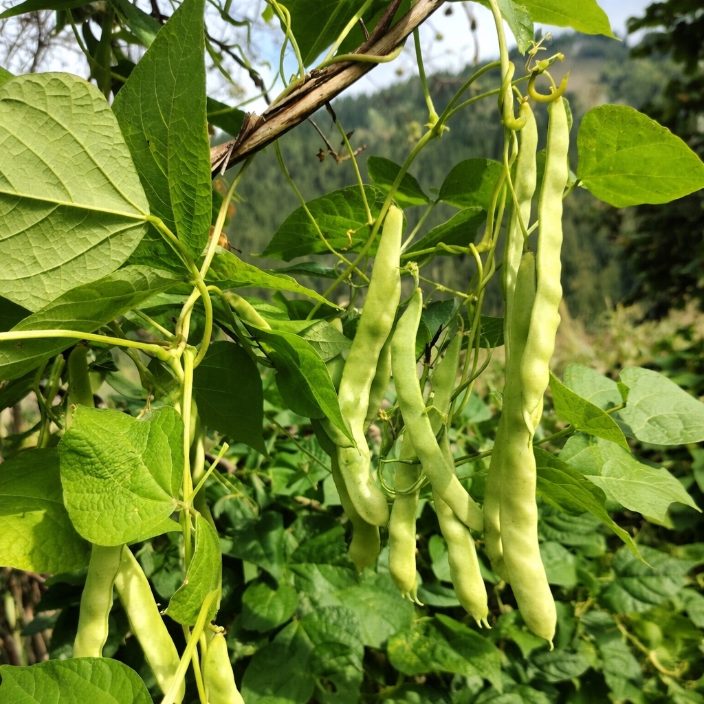 Artvin Berta Ev Yapımı Taze Fasulye Konservesi 750 g