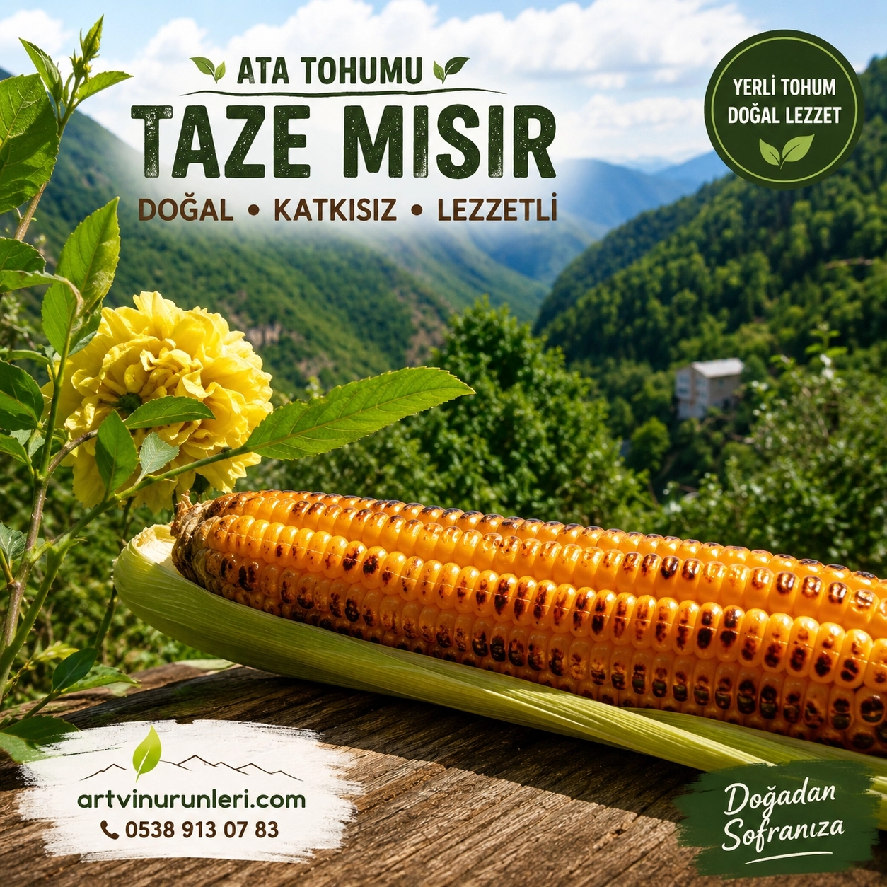 Ata Tohumu Mısır Koçanı 1 Adet | Artvin Berta, Taze veya Kurutulmuş