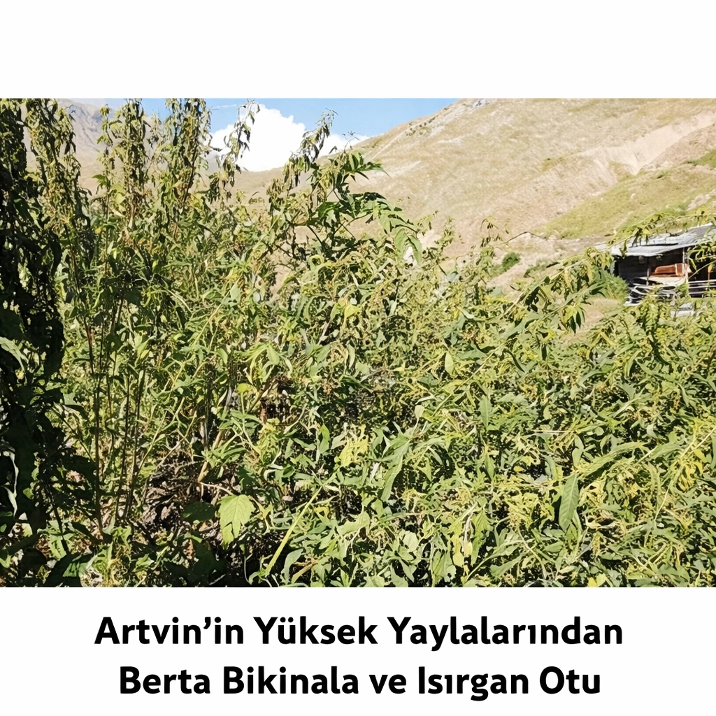 Isırgan Otu Tohumu Bal Karışımı 250 g | Doğal Berta Balı ile Katkısız Yöresel Karışım