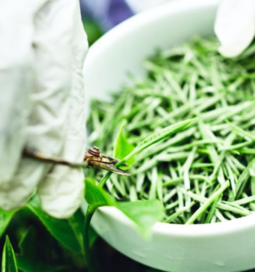 Çaykur Beyaz  Çay 20Gr 