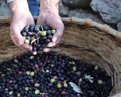 Yusufeli Zeytini Butko 1 Kg