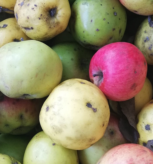 Organik Elma, Artvin Berta (1 Kg)