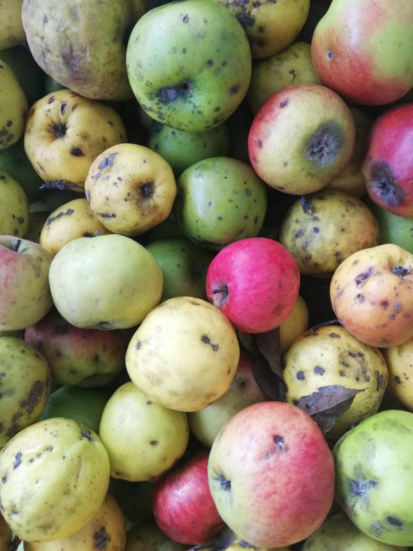 Organik Elma, Artvin Berta (1 Kg)