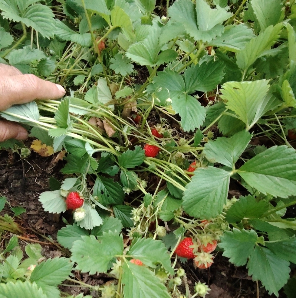 Çilek Reçeli 450 g | Ev Yapımı Geleneksel Lezzet