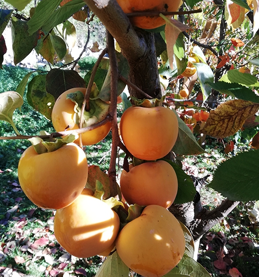 Cennet Hurması- Artvin Berta- (1 Kg)