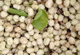 Sade Dut Pestili ( 250 Gr)