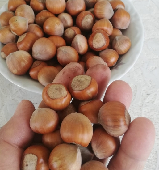 İri Taneli Fındık Artvin Berta 1Kg