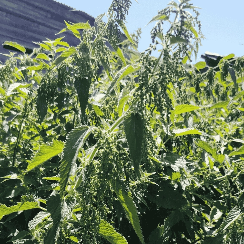 Isırgan Otu Tozu 50 g | Artvin Berta Yüksek Yayla