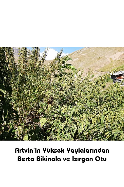 Isırgan Otu Tohumu  Bal Karışımı-  %100 Doğal - Artvin Berta (Net 250 Gr)