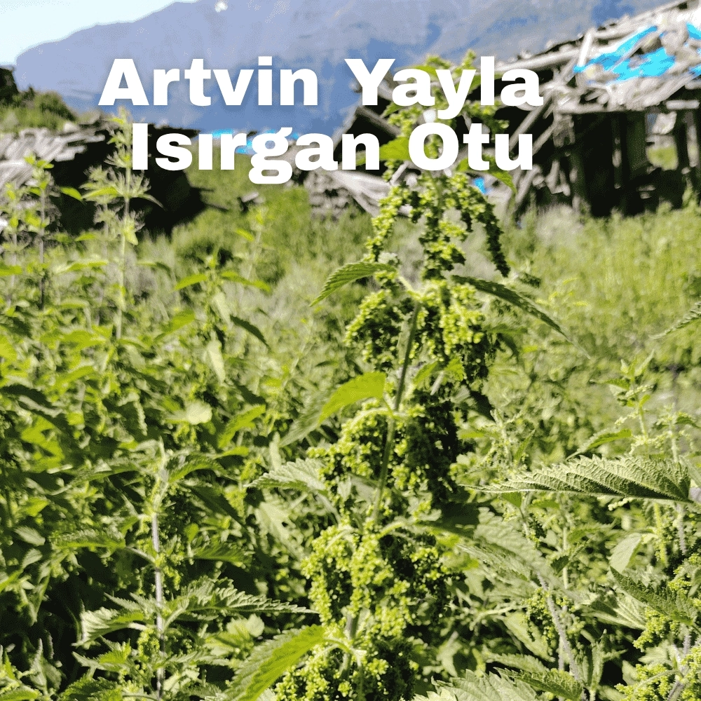 Isırgan Otu Tozu 50 g | Artvin Berta Yüksek Yayla