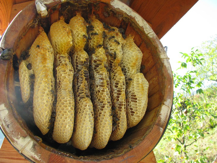 Karakovan%20Süzme%20Kestane%20Balı%20-%20Artvin%20Borçka%20(Net%201%20kg)