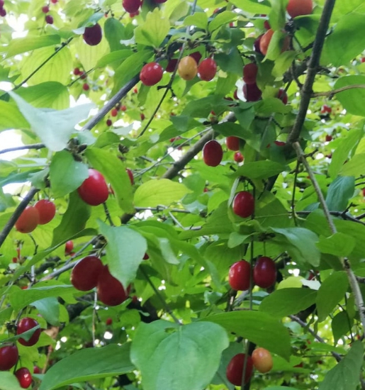 Artvin%20Kızılcık%20Ekşisi,%20Korova%20500%20g