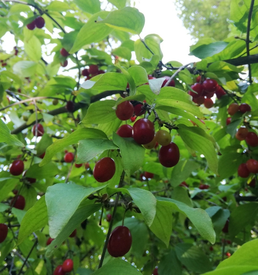 Kızılcık%20Pestili,%20Artvin%20Berta%20(Net%20500%20Gr)
