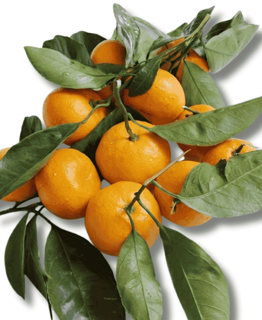 Rize Mandalinası (1 Kg)