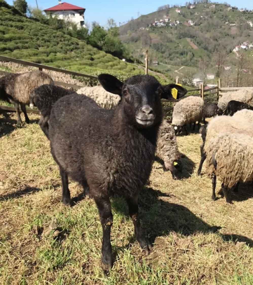 El Örgü Yün Boyunluk