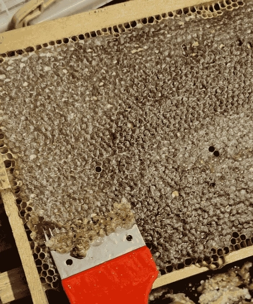 Sırlı Bal, Artvin Berta 500g 