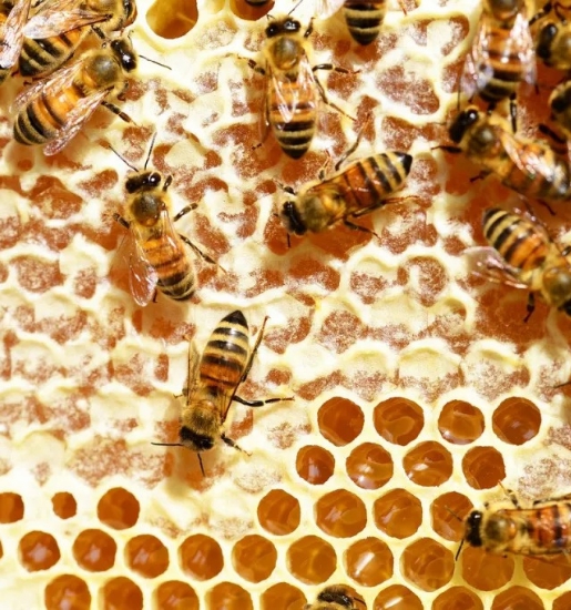 Doğal%20Sırlı%20Bal,%20Artvin%20Berta%20(Net%201%20Kg)%20