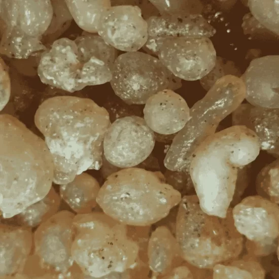 Artvin Çam Sakızı Çiğnemelik Ladin Reçinesi