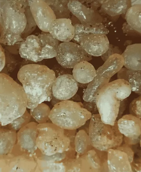 Artvin Çam Sakızı Çiğnemelik Ladin Reçinesi