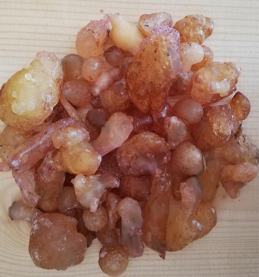 Artvin çam sakızı, (ladin sakızı) sağlık iksiri