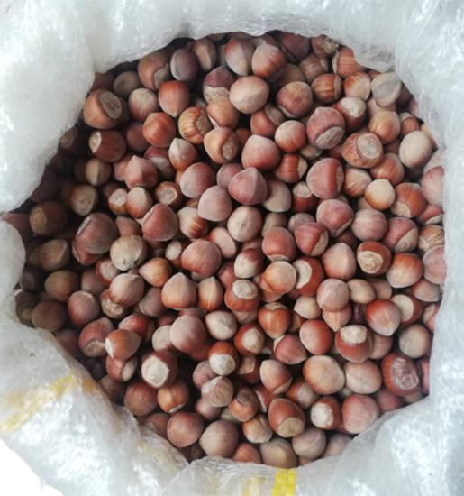 Artvin Berta  Kabuklu Fındık 