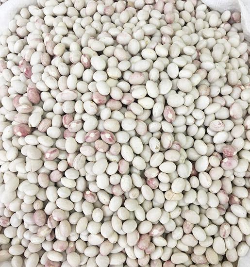 Hakiki Kelkit  Şeker Fasulyesi ( 1 Kg  )