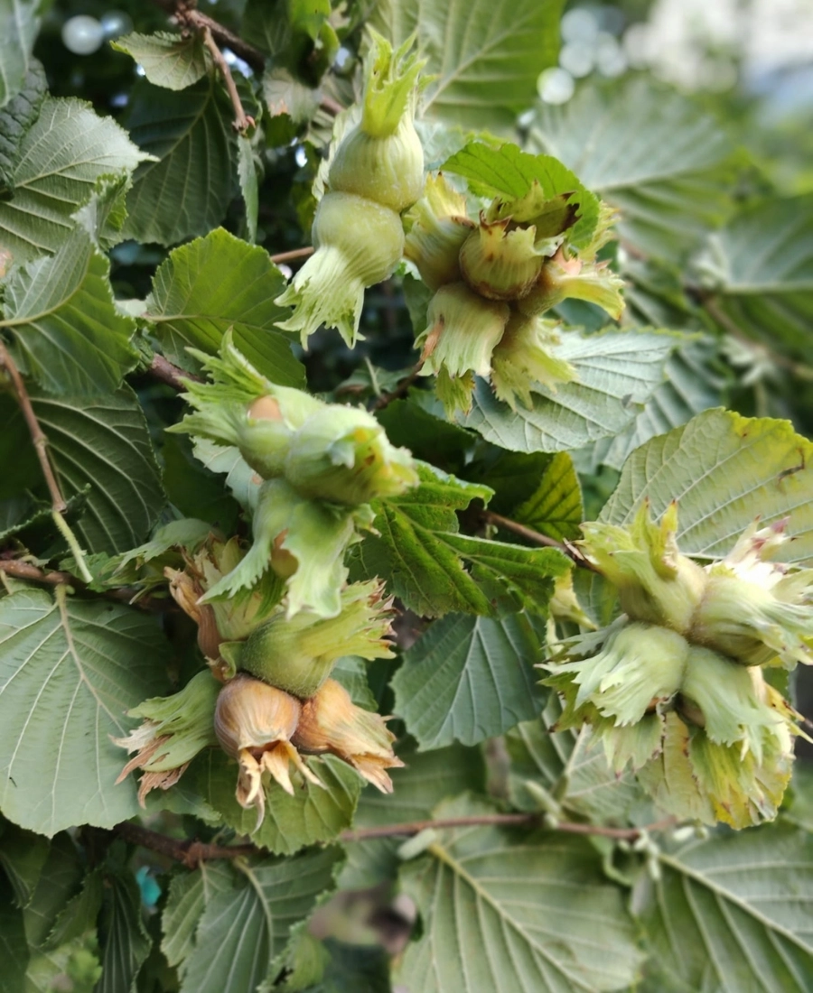 Kabuklu Fındık Yeni Sezon 1 Kg