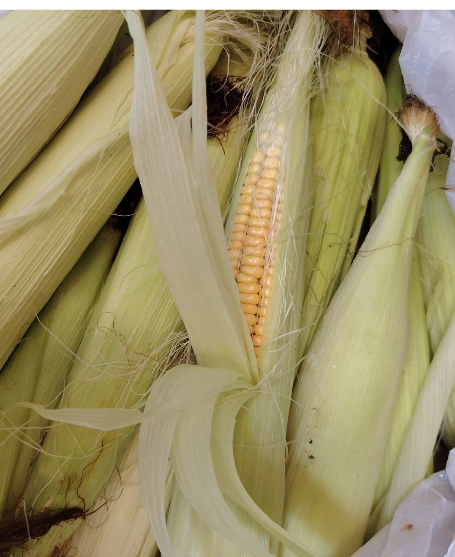 Ata Tohumu Organik  Mısır 