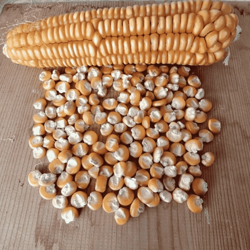 Yerli Mısır Tohumu 500 g |  Artvin Berta Köyü Ata Tohumu Mısır