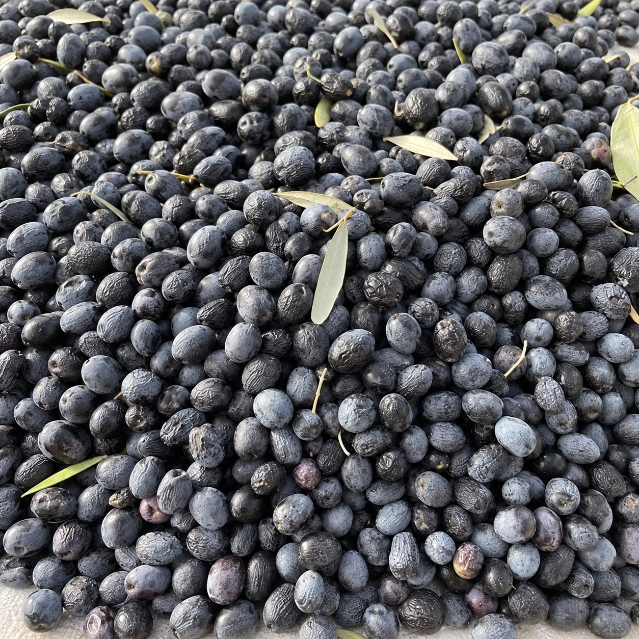 Artvin Yusufeli Butko Zeytini 1 kg | | Dünya Lezzet Ödüllü Artvin Lezzeti